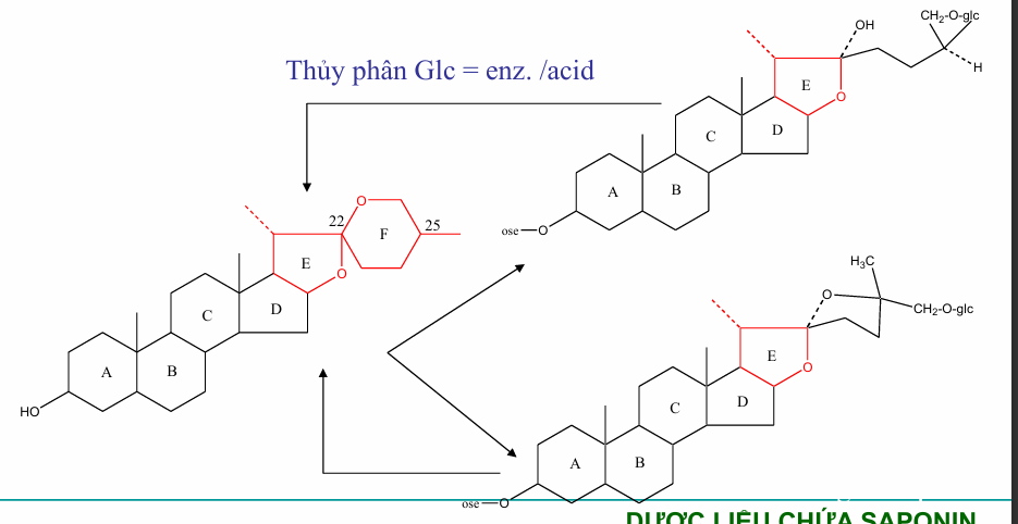 <p>giống như spirostan, khác vòng F</p>