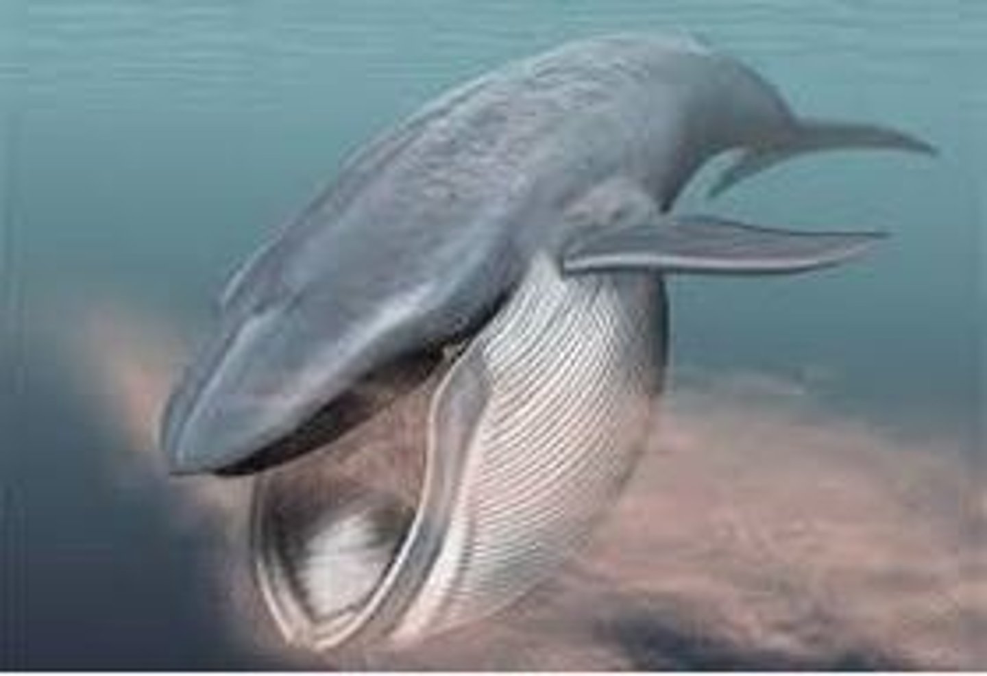 <p>- Have two nostrils and a symmetrical skull</p><p>- Have rows of flexible, fibrous plates (baleen) that hang from the upper jaws</p><p>-Myoglobin pigment better at sorting oxygen than hemoglobin</p><p>- Higher oxygen capacity per volume of blood allows to maximize oxygen for deep diving</p><p>- Mysticeti</p>