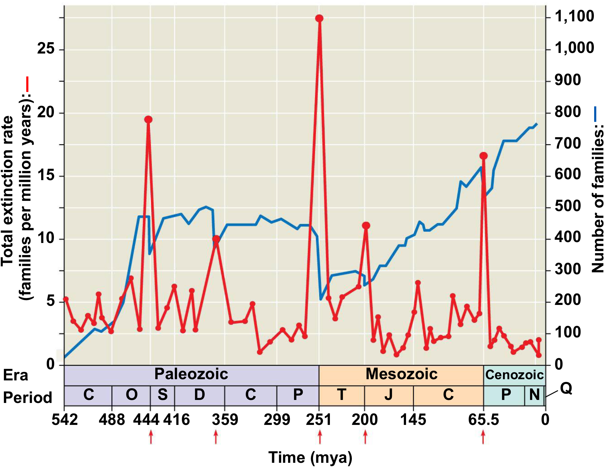 <p>Years: around 440 Mya</p><p>Extinction: 85% of marine species&nbsp;</p><p>What happened:&nbsp;<span>Supercontinent (Gondwana) moves to South Pole. Glacial and interglacial episodes caused sea levels to rise and fall</span><br><span>dramatically, moving shorelines repeatedly. Continental</span><br><span>erosion changed atmosphere and ocean chemistry. Cooling climate especially hazardous to organisms adapted to warmer temperatures. Glaciation caused loss of intercontinental waterways and continental shelves</span></p>