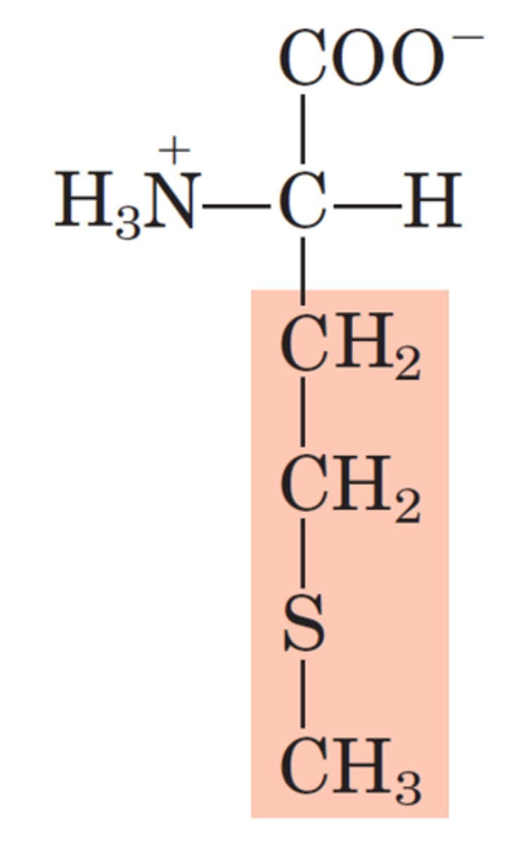 <p>M, Met, Nonpolar</p>