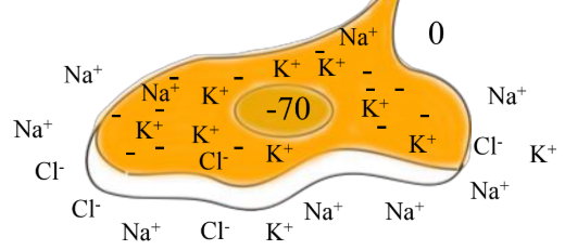 <ul><li><p>Steady-state condition determined by relative permeability of membrane to K⁺ and Na⁺.</p></li><li><p>Measure of electrical potential different between ICF and ECF.</p></li><li><p>Due to the activity of the Na⁺/K⁺ pump, there is an uneven distribution of Na⁺ and K⁺ across the membrane.</p><ul><li><p>∴ Charge separation, approx. -70mV.</p></li></ul></li><li><p>Ions involved in setting RMP:</p><ul><li><p>K⁺, Na⁺, [Cl⁻, organic anions (-)].</p></li></ul></li><li><p>Pumps/channels involved in setting RMP:</p><ul><li><p>Na⁺/K⁺ pump, Na⁺ leak channels, K⁺ leak channels, [Cl⁻ pump].</p></li></ul></li></ul><p></p>