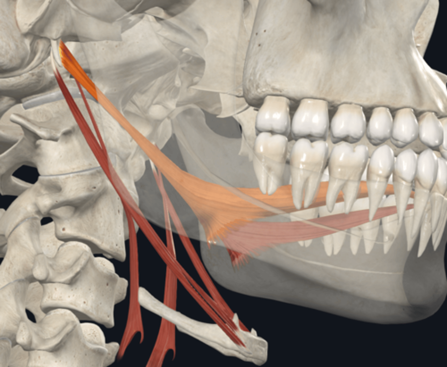 <p>What is the attachment and function of the Styloglossus muscle of the muscles assocated to the styloid process?</p>