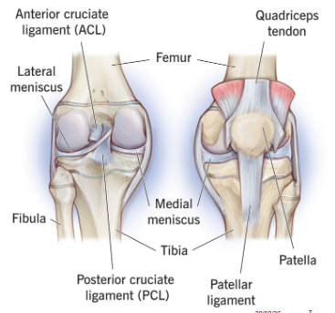 <ul><li><p><span style="background-color: transparent;"><span>Patellar ligament (tendon)</span></span></p></li><li><p><span style="background-color: transparent;"><span>Medial collateral ligament</span></span></p></li><li><p><span style="background-color: transparent;"><span>Lateral collateral ligament</span></span></p></li></ul><p></p>