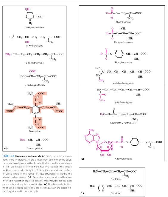 <p>modifications on amino acids incorporated into proteins, reversible modifications for regulation, intermediates in metabolism (urea cycle)</p>