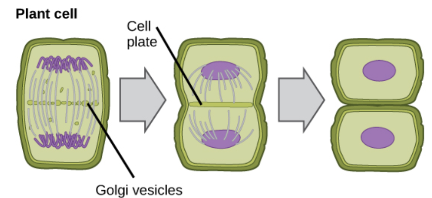 <ul><li><p>a cell plate separates the daughter cell</p></li></ul><p></p>
