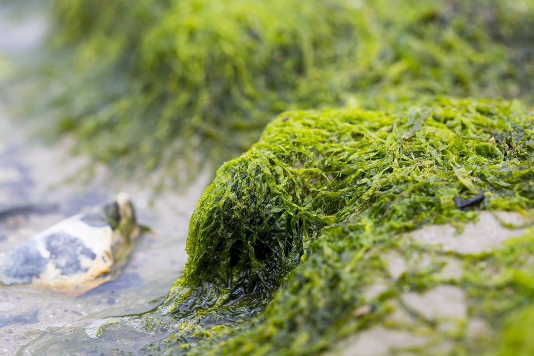 <p>phylum chlorophyta</p>