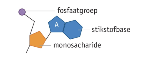 <p>De bouwstenen van DNA, opgebouwd uit monosacharide <strong>desoxyribose</strong>, een fosfaatgroep en een stikstofbase.</p>