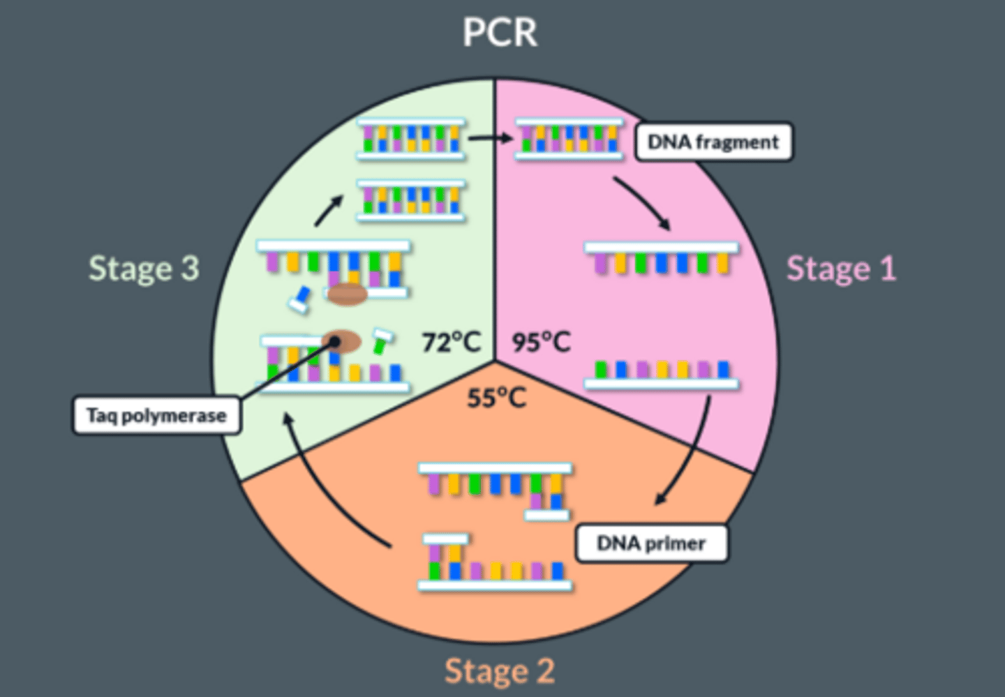 <p>● Add primers and nucleotides</p><p>● Heat DNA to 95</p><p>● To break hydrogen bonds / separate strands</p><p>● Cool to 50</p><p>● To allow primers to anneal to complementary bases by complementary base pairing</p><p>● Heat to 72</p><p>● DNA (taq) polymerase</p><p>● Adds complementary nucleotides to the separate DNA strands → produces 2 new identical DNA fragments are formed</p><p>● Cycle is repeated many times</p>