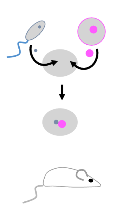<p>What is the imprinting nuclear transplant experiment?&nbsp;</p>