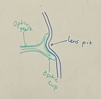 <p>invagination after lens placode development</p><p>optic vesicle becomes optic stalk which will be the optic nerve eventually</p><p>optic cup and lens pit form at the interface between the neural tube and surface ectoderm</p>