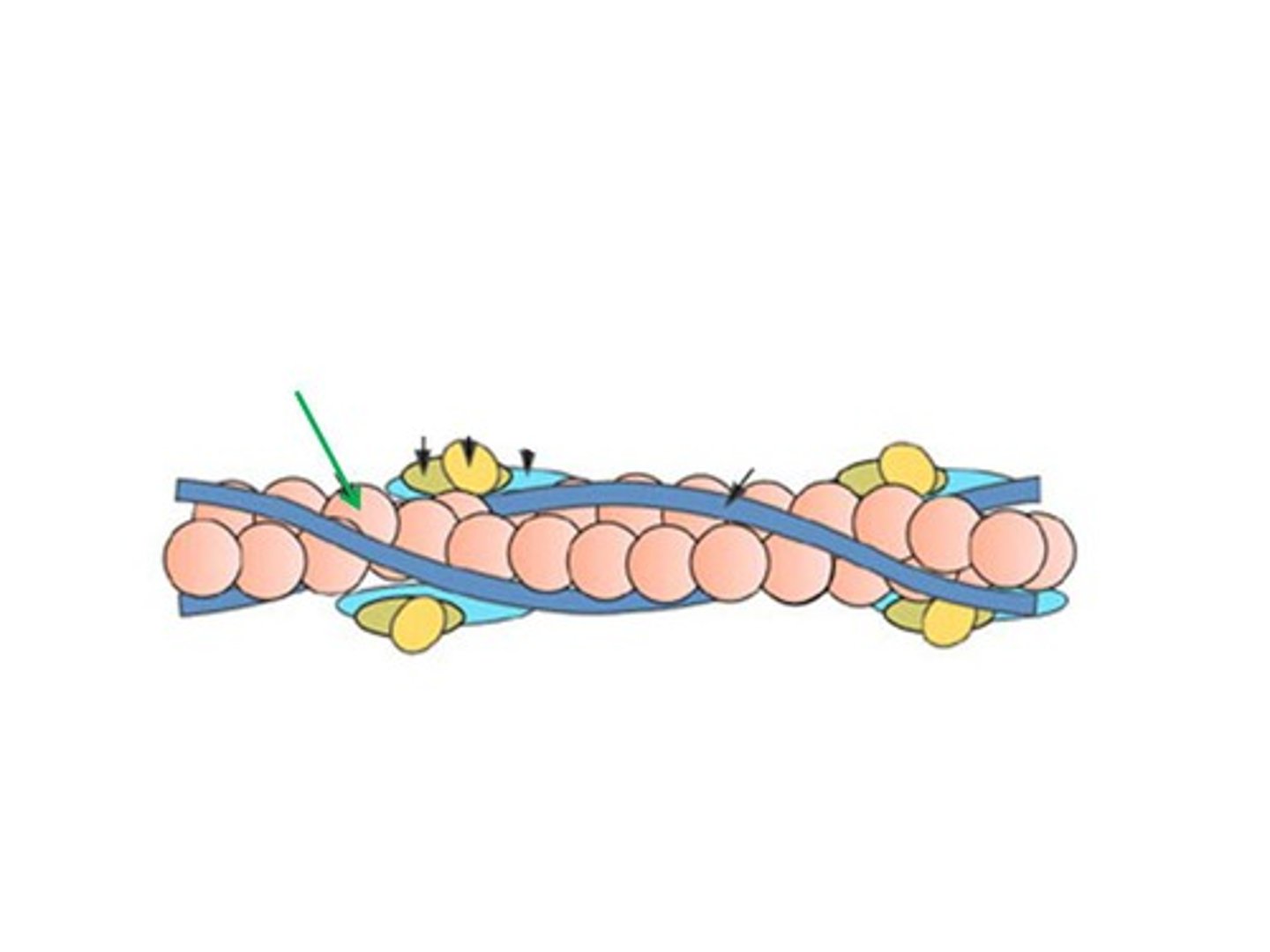 <p>Thin myofilaments</p>