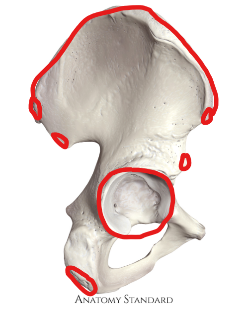 <p>What are the red areas called?</p>