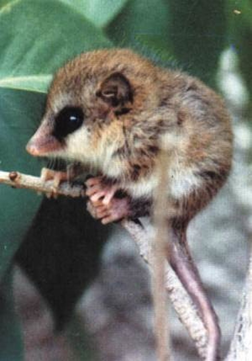 <p>Monito del monte</p>