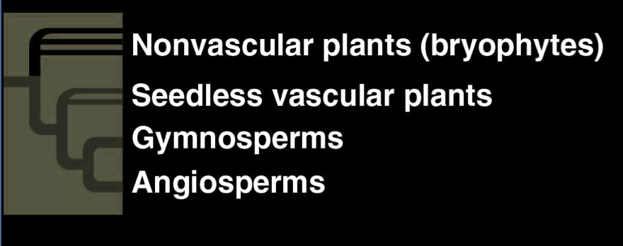 <ul><li><p>Nonvascular plants (bryophytes)</p></li><li><p>seedless vascular palnts</p></li><li><p>gymnosperms</p></li><li><p>angiosperms</p></li></ul><p></p>