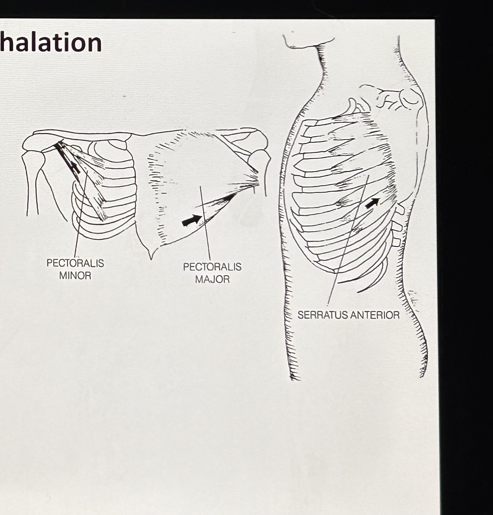 <p>Pectoralis major (Secondary Inhalation): attaches to humerus (upper arm), clavicle, sternum, and costal cartilage. Function is to raise ribs and sternum.</p>