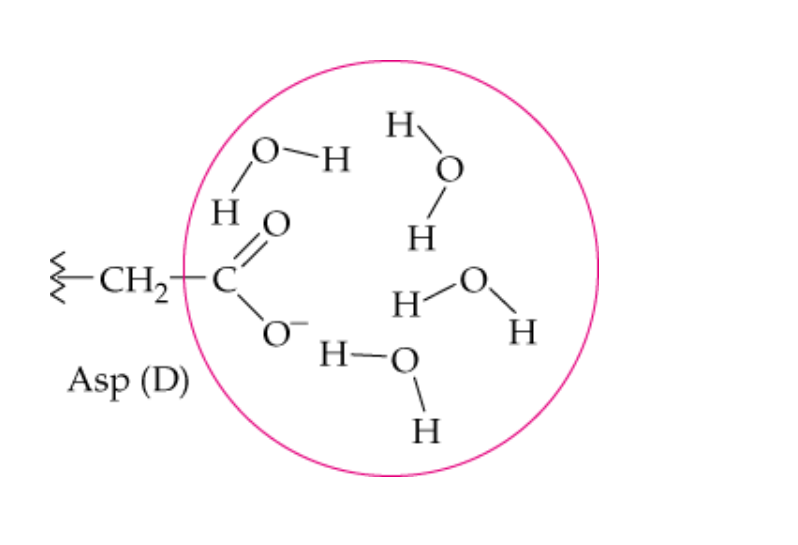 <p>name this noncovalent interaction of a side chain</p>