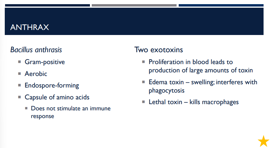 <p><em>Bacillus anthracis, </em>the bacterium causing anthrax, has a capsule of amino acids that do not stimulate an immune system response. Why?</p>