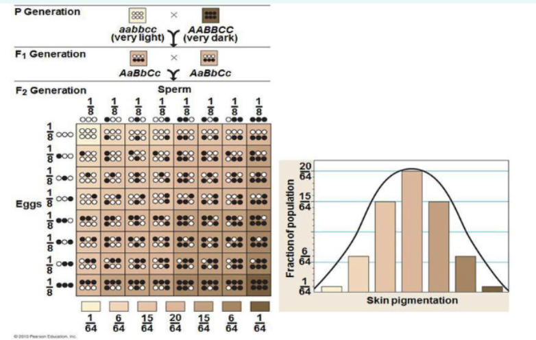 <p><span>when a single phenotypic trait is controlled by the combined effects of two or more genes, often located on different chromosomes, which typically results in continuous variation within a population</span></p><p></p><p>quantitative characters are those that vary in the population along a continuum</p><p></p><p>» Quantitative variation usually indicates polygenic inheritance, a<strong>n additive effect of</strong></p><p><strong>two or more genes on a single phenotype.</strong></p><p>• NOT epistasis where one gene modifies another rather than additive (remember the</p><p>golden Labradors from last lecture).</p><p>» Skin colour, height, eye colour and hair colour in humans are examples of polygenic</p><p>inheritance</p>