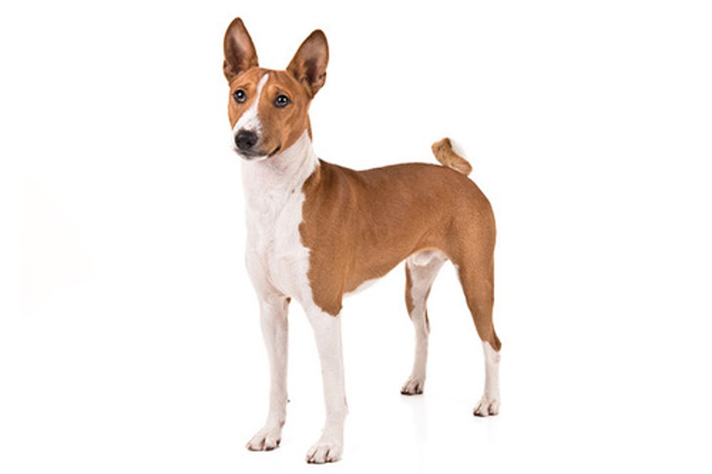 <p>Independent, Smart, Poised</p><p>AKC Breed Popularity: Ranks 88 of 194</p><p>Height: 17 inches (male), 16 inches (female)</p><p>Weight: 24 pounds (male), 22 pounds (female)</p><p>Life Expectancy: 13-14 years</p><p>Group: Hound Group</p>