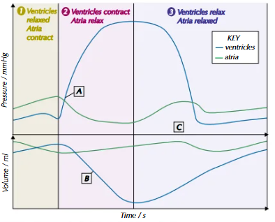 <p>at point a, ventricles contract, increasing their pressure. the atrioventricular valve shuts and blood is forced into the aorta</p><p>at point b, ventricular volume decreases, because the ventricles are contracting</p><p>at point c, the ventricles are relaxed and refilling, so the pressure is higher in the main arteries. the semi-lunar valve is closed</p>