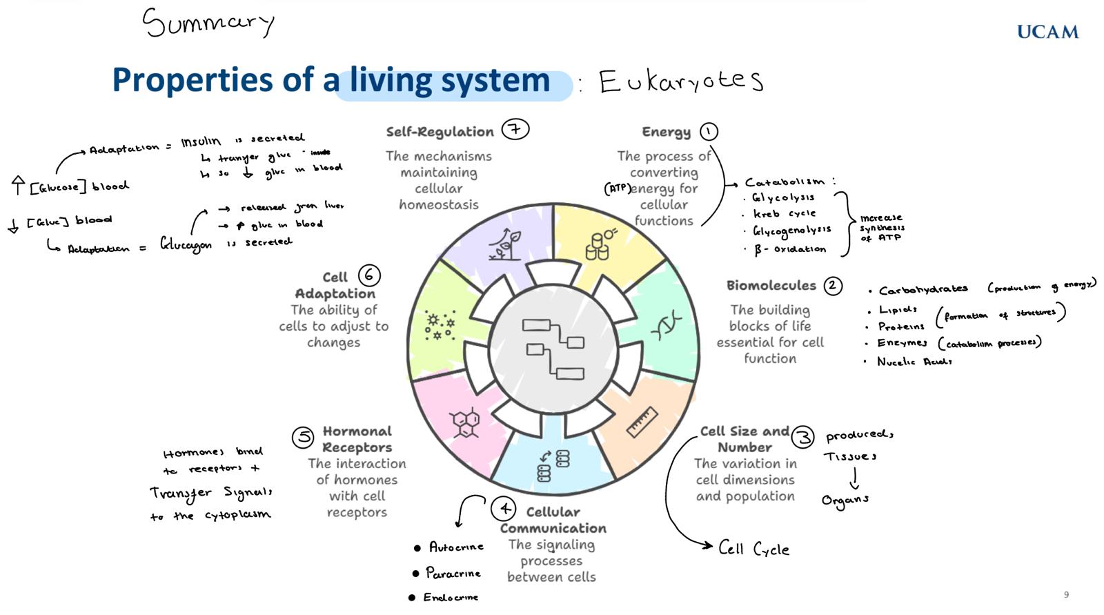 <p>properties of a living system </p>
