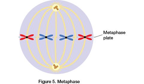 <ul><li><p>Mitotic spindle is complete</p></li><li><p>Chromosomes align along the <strong>metaphase</strong> <strong>plate</strong> (an imaginary line in the center of the cell)</p></li><li><p>Asters extend the cell membrane</p></li></ul>