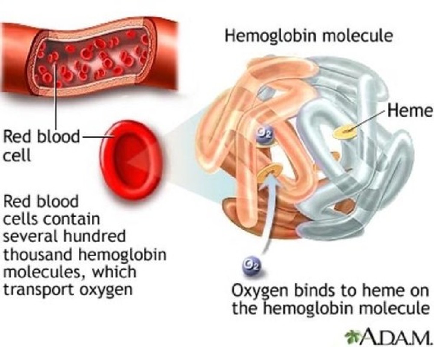 <p>Oxygen is transported attached to hemoglobin in red blood cells (98.5%) and dissolved in blood plasma (1.5%).</p>