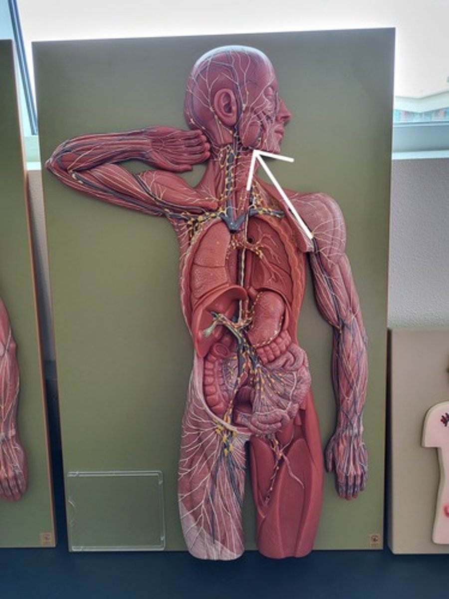 <p>Identify the Lymph Node Group</p>