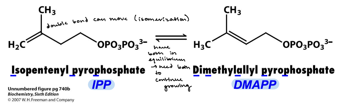 <p>Isopentenyl pyrophosphate (IPP) is isomerized to dimethylallyl pyrophosphate (DMAPP). Basically, the double bond moves and is catalyzed by isopentenyl pyrophosphate isomerase.</p>