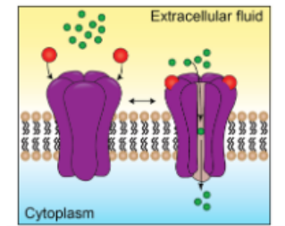 <p>Ligand-gated ion channels</p>