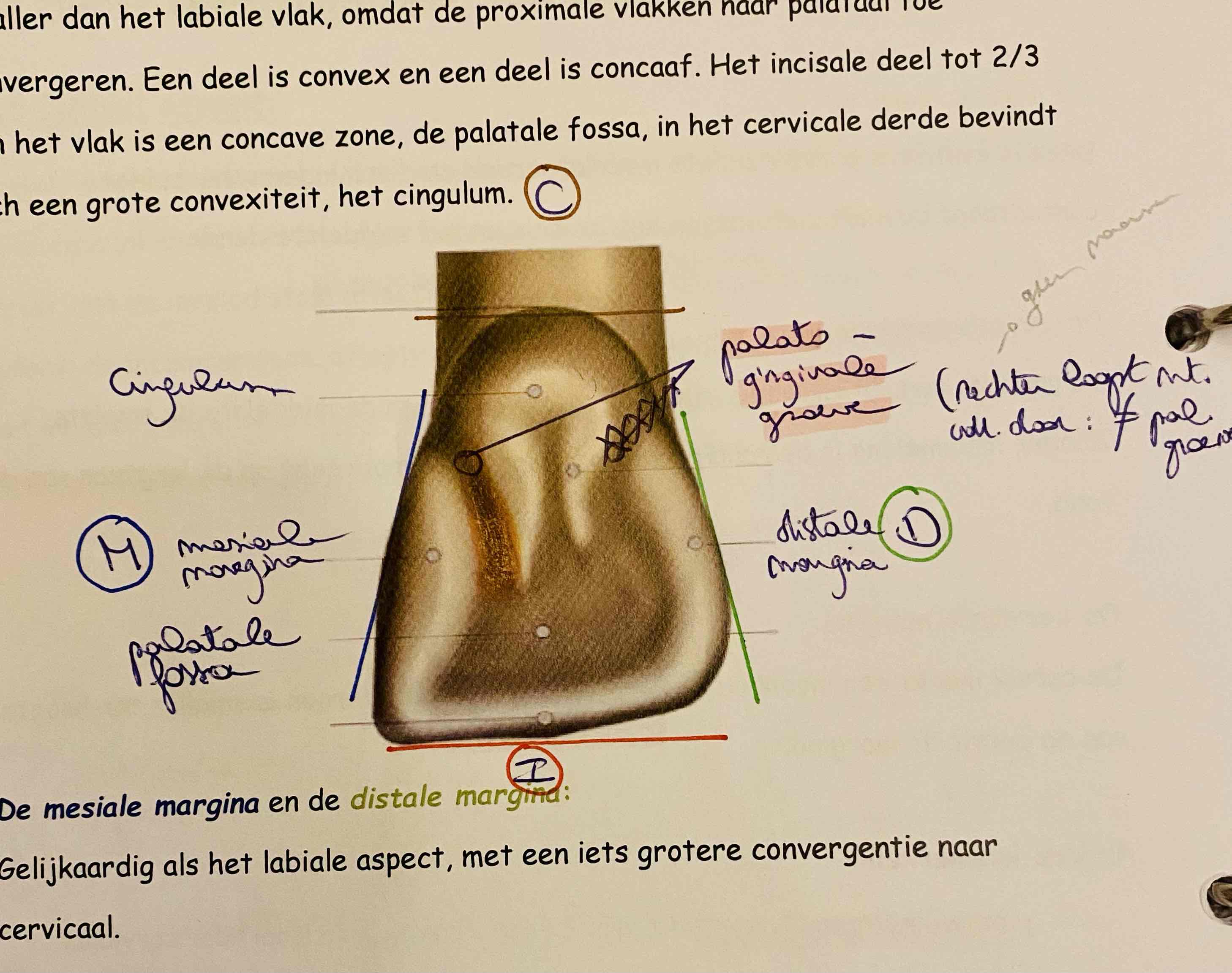<p>Duidt alle palatale vlakken aan vd centrale snijtand.</p>