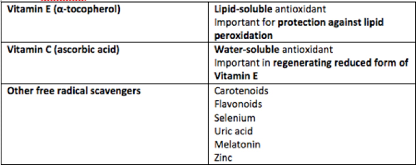<p>Lipid-soluble antioxidant</p><p>Protection against lipid peroxidation</p>