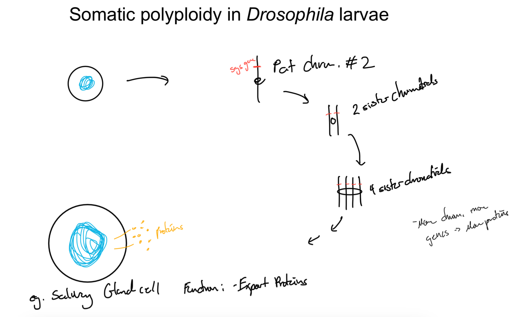 <p>Type of cell resulting = MONO-nucleated</p><p>eg. <strong>Drosophila larvae ORGANS</strong></p><ul><li><p>Larvae have both larval organs: don’t need to reproduce = POLYPLOID</p></li><li><p>And future adult organs (imaginal discs): Must reprod = DIPLOID</p></li></ul><p></p>