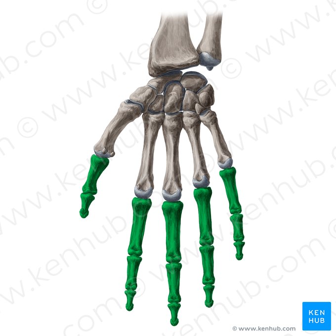 <p>Fingerknochen</p>