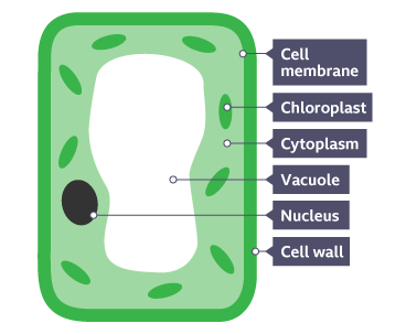 <ul><li><p><span>When the Sun shines, photosynthesis in plant cells makes sugar for growth, reproduction and other life processes.</span></p></li><li><p>They are towards the tops of leaves for maximum light and they have lots of chloroplasts</p></li></ul><p></p>
