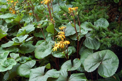 <p>Ligularia (Asteraceae)</p>