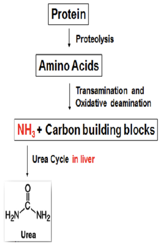 <p>blood levels are directly related to the metabolic function of the liver (urea formation) and the excretory function of the kidney (urea excretion)</p>