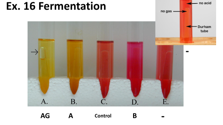 <ul><li><p><strong>Medium: </strong>CHO Broth, 1x Sugar, Phenol Red, Durham Tube, Basal Media</p></li><li><p><strong>Substrate: </strong>1x Sugar (Glucose, Sucrose, Lactose, or Mannitol)</p></li><li><p><strong>Pathway/Enzyme:</strong></p><ul><li><p>Pathway: Fermentation</p></li></ul></li><li><p><strong>pH. Indicator/Reagents: </strong>Phenol Red</p></li><li><p><strong>End Products:</strong></p><ul><li><p>Organic Acids + ATP <strong>OR</strong></p></li><li><p><strong>(Slow) </strong>Organic Acids + ATP<strong> OR</strong></p></li><li><p>Organic Acids + ATP + CO2 </p></li></ul></li></ul><p></p>