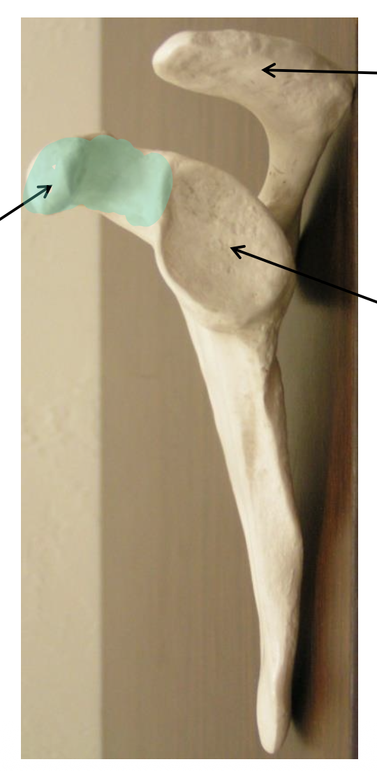 <p>Name the highlighted region.</p>