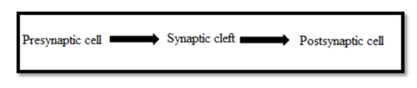 <p>This is a nerve impulse. It is all-or-none. </p><p>A stimulus opens the voltage-gated Na+ channels which cause Na+ to flow into the neuron. </p><p>This brings the potential to a positive value. </p><p>As this occurs, we see a large change in the membrane voltage… this is an action potential.</p><p>Negatively Charged Proteins and Cl- ions help balance out the influx of positive ions </p>