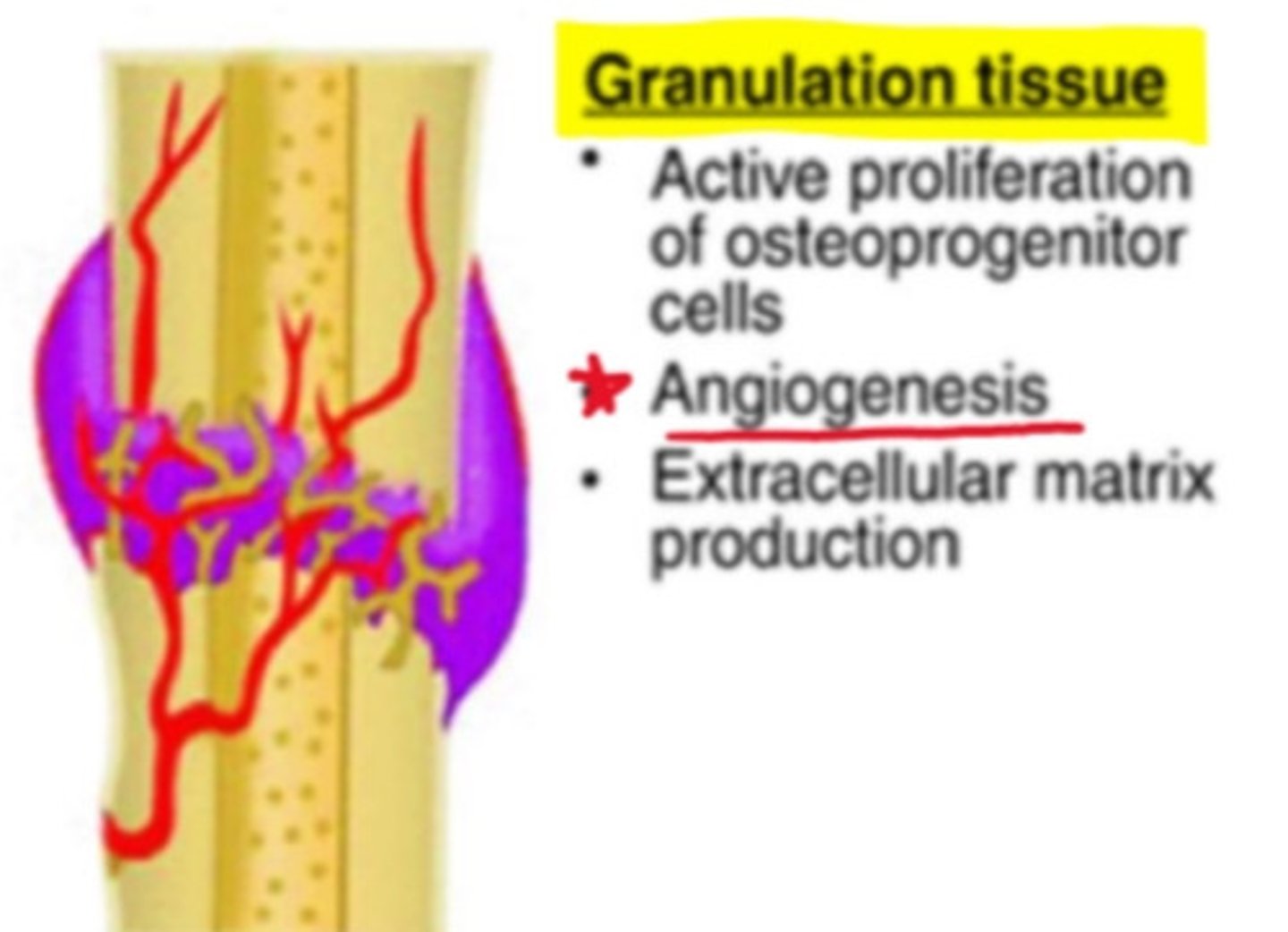 <p>- active proliferation of osteoprogenitor cells</p><p>- angiogenesis</p><p>- extracellular matrix production</p>