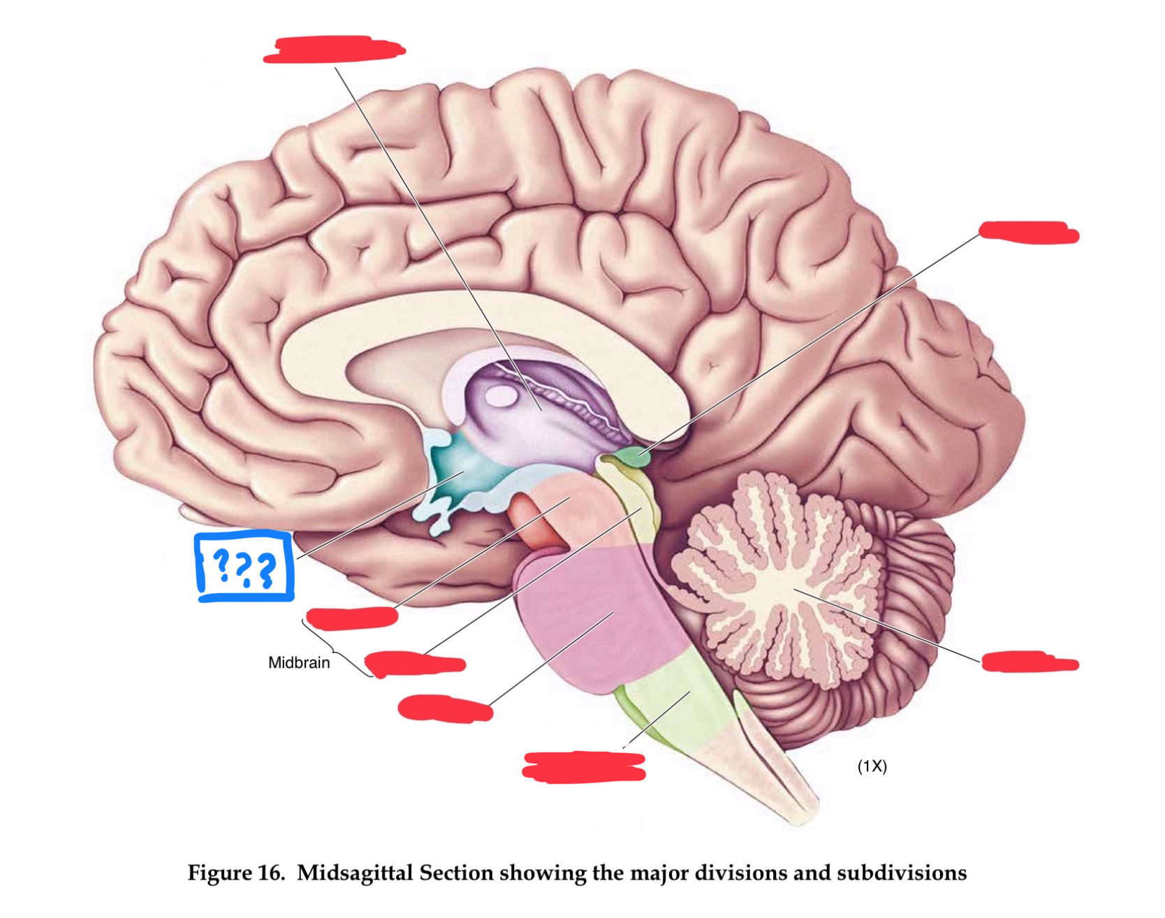 <p>maintaining homeostasis through regulation of the four Fs: feeding, fighting, fleeing, and fornication (in diencephalon)</p>