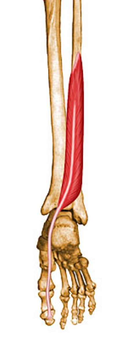 <p>Plantar flexes foot; flexes MP and IP joints of great toe</p>