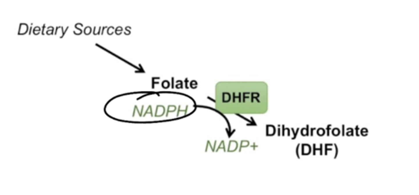 <p>Folate is converted into DHF by DHFR (dihydrofolate reductase), which requires NADPH.</p>