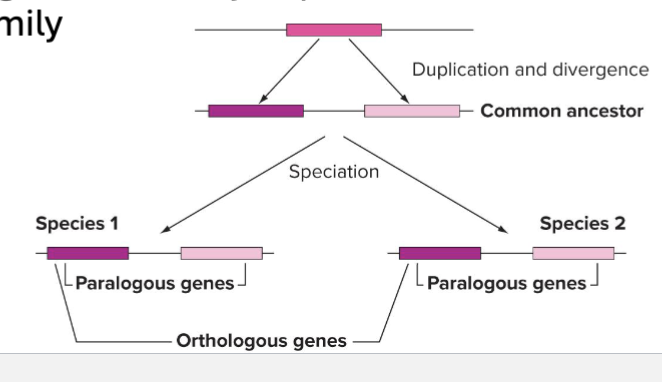 <p>Arose form same gene in common ancestor, usually retain same function</p>