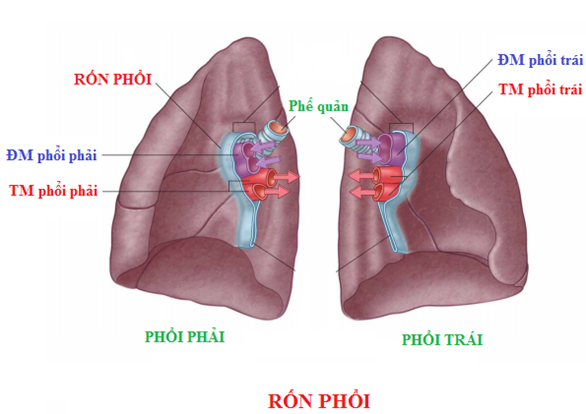 <p>D. Cuống phổi có 2 tĩnh mạch phổi</p><ul data-type="taskList"><li data-checked="true" data-type="taskItem"><label><input type="checkbox" checked="checked"><span></span></label><div><p>A. Rốn phổi có hình dạng vợt bóng bàn mà cán quay xuống <u>dưới</u></p></div></li></ul><p></p>