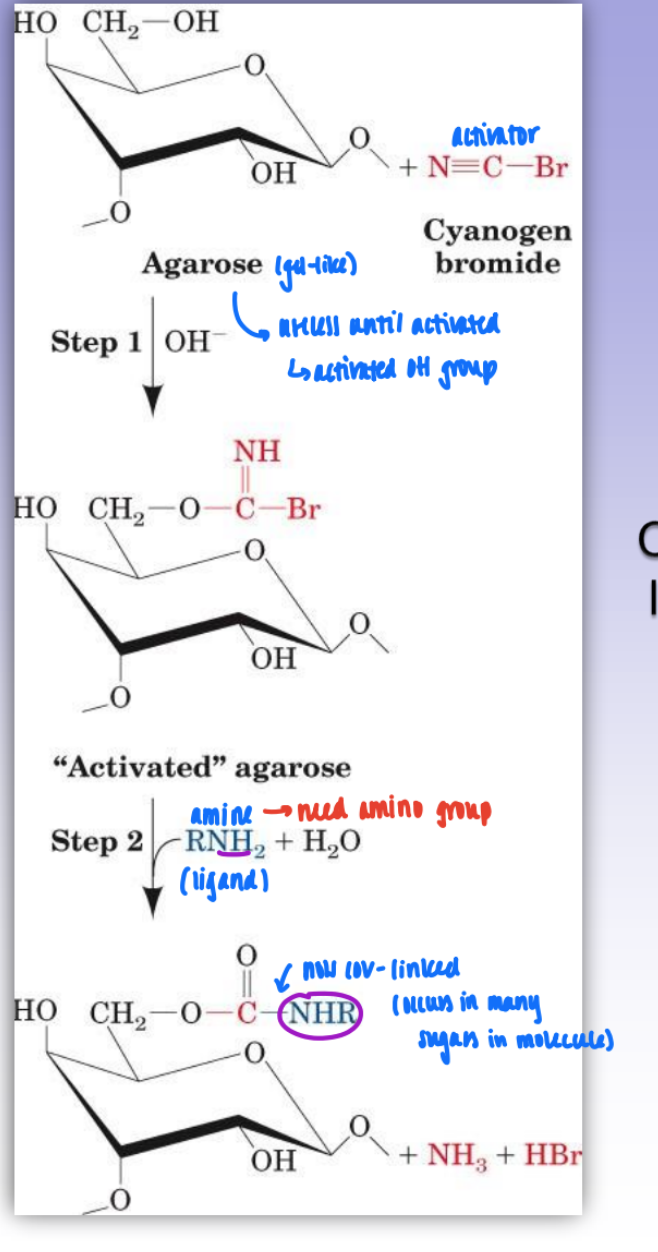 <ul><li><p>covalently link ligand (<strong>amino group)</strong> to agarose gel using CNBr as an activator</p></li><li><p>activates OH group in agarose gel</p></li><li><p>amino group = spec to desired prot</p></li></ul><p></p>
