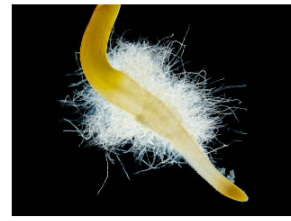 <p>where water enters</p>