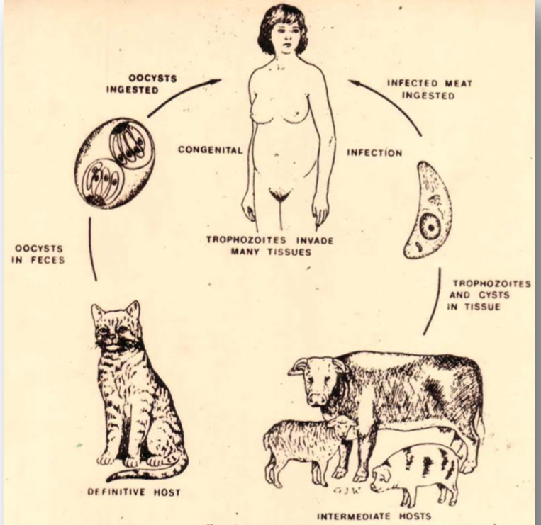 <p>Life cycle?</p>