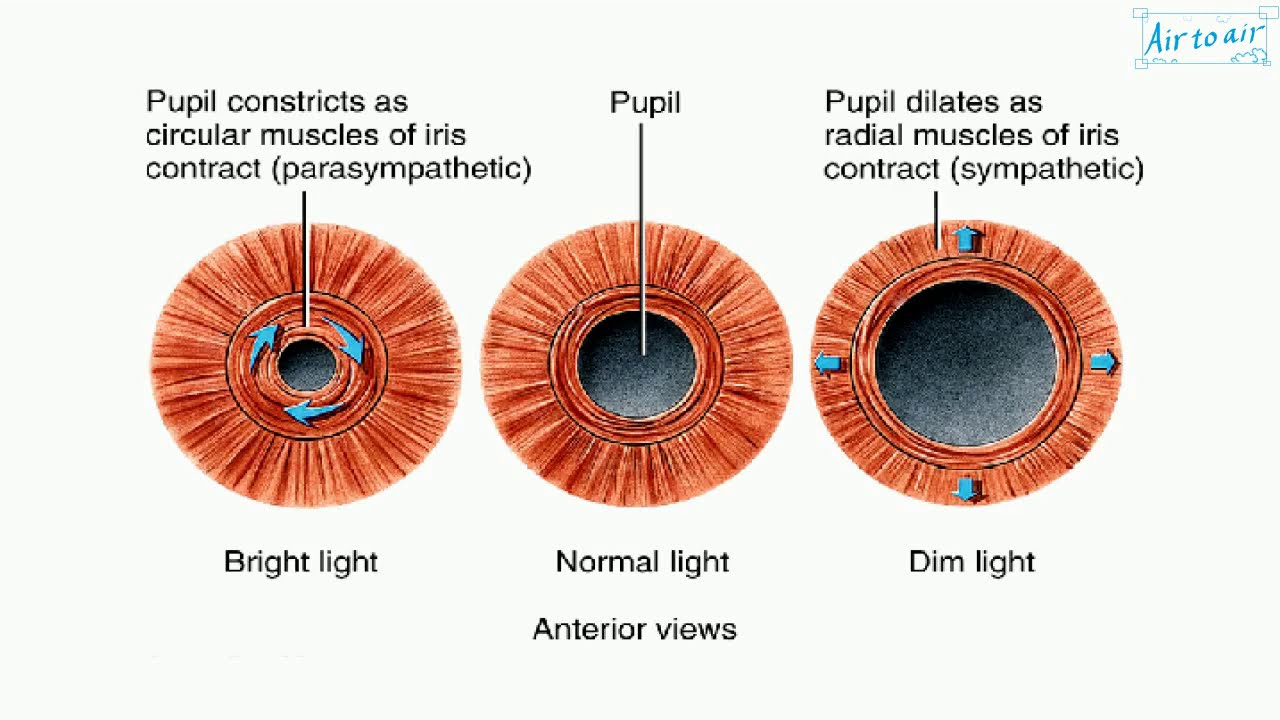 <ul><li><p>Vascular tunic layer</p></li><li><p>Pigmented sheath hangs from ciliary body, encircling most of lens.</p></li><li><p>Loose connective tissue, smooth muscles fibers, melanocytes</p></li><li><p>Central opening = pupil</p></li><li><p>Muscle allows to vary in size</p><ul><li><p><strong>Sphincter pupillae </strong>muscles constrict the pupil</p></li><li><p><strong>Dilator pupillae </strong>muscles increase size of pupil</p></li></ul></li></ul><p></p>
